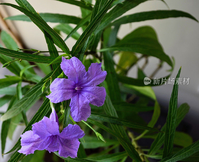 Ruellia simplex，墨西哥矮牵牛花，墨西哥风信子，布里顿野生矮牵牛花是刺科的一种开花植物。多年生常绿植物。紫色的花，有五个花瓣。